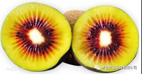 黑色生态蒲江猕猴桃“品质王”大赛，看看谁是大赢家！