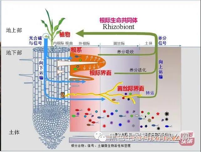 矿源腐植酸+菌：改土生根、提质增产就用“双龙1981”